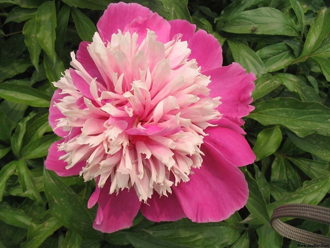 芍药花 芍药花