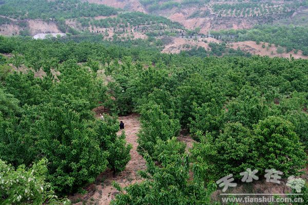 秦州区樱桃种植基地 秦州区樱桃种植基地