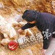万县动物群