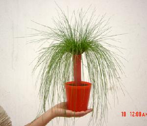 龙鬚草 龙鬚草
