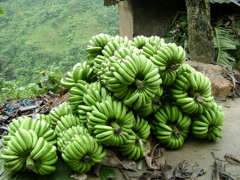 香蕉种植 香蕉种植
