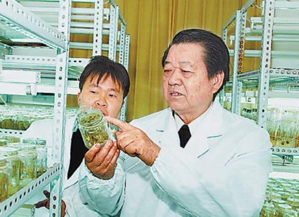 籼型杂交水稻制种 籼型杂交水稻制种