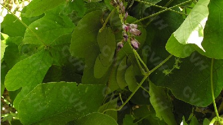 葛 葛