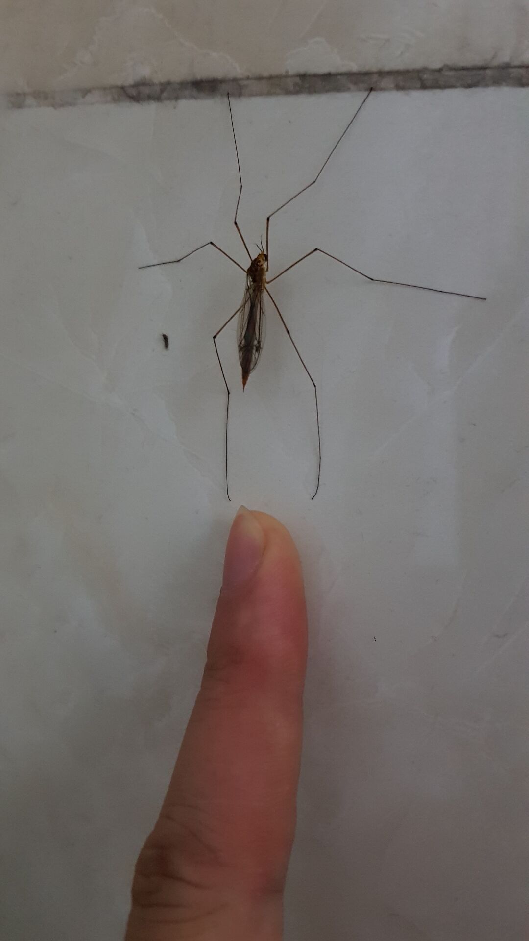 大蚊 大蚊