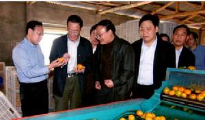 柑橘加工 柑橘加工
