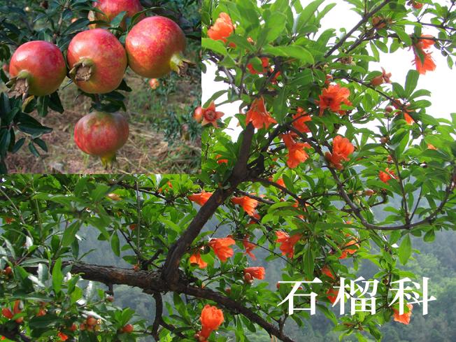 石榴科 石榴科