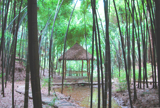 悦君山竹林 悦君山竹林