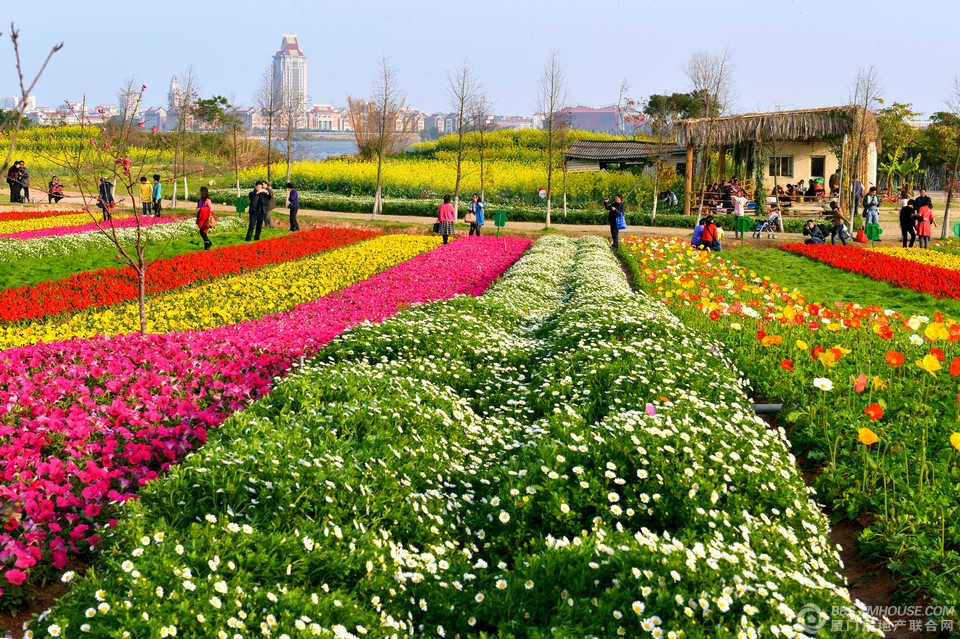 厦门园博苑花海洋 厦门园博苑花海洋