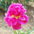 金腰带(芍药品种)