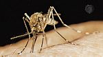具环洗蚊(Theobaldia anulata) 具环洗蚊(Theobaldia anulata)