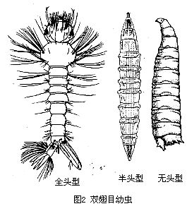 双翅目幼虫 双翅目幼虫