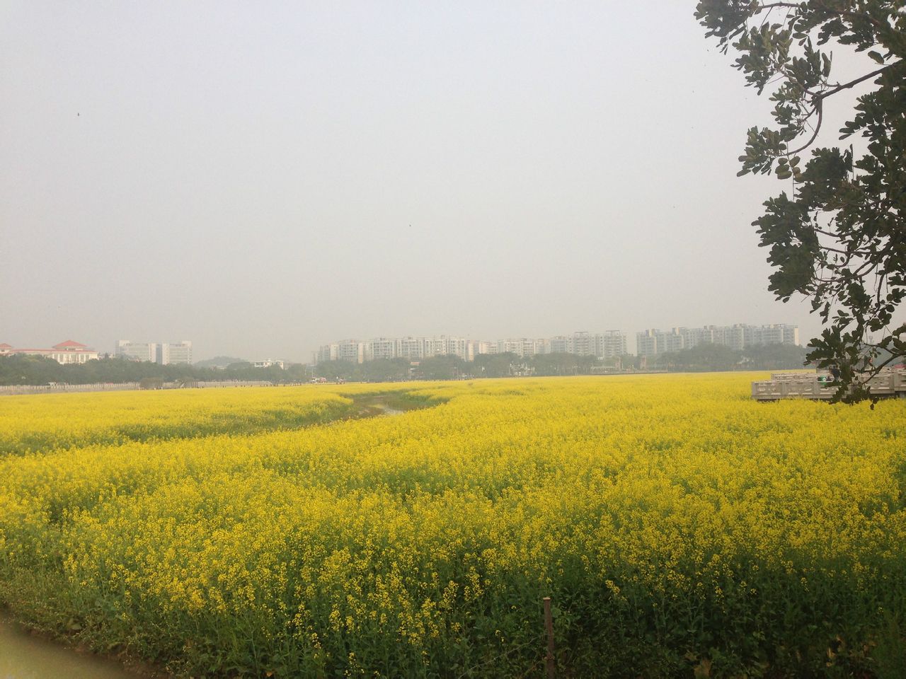 分水岭自然村(西市芒市镇河心场村委会分水岭自然村)