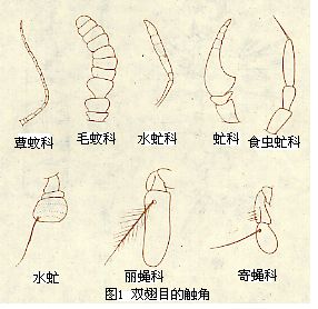 双翅目的触角 双翅目的触角