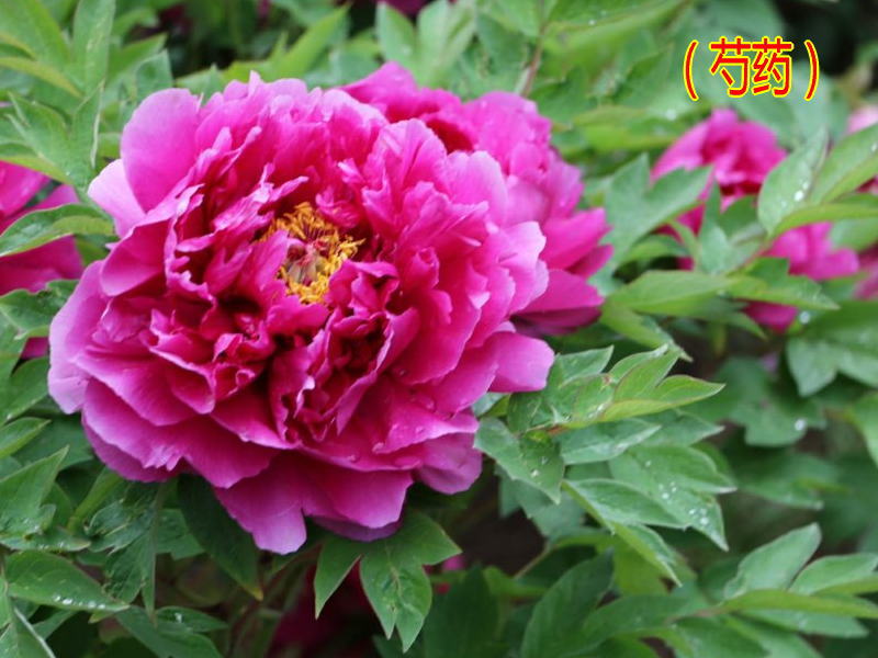 芍药 芍药