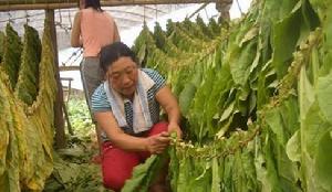 菸叶晾晒 菸叶晾晒