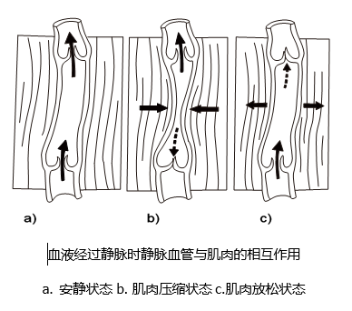 血液动力学 血液动力学
