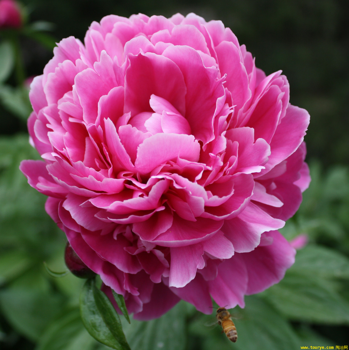 芍药花 芍药花