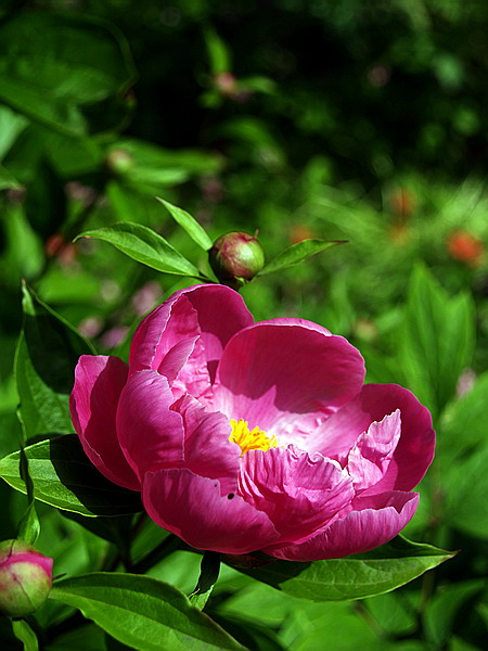 芍药花 芍药花