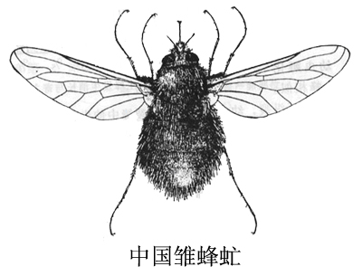 中国雏蜂虻 中国雏蜂虻