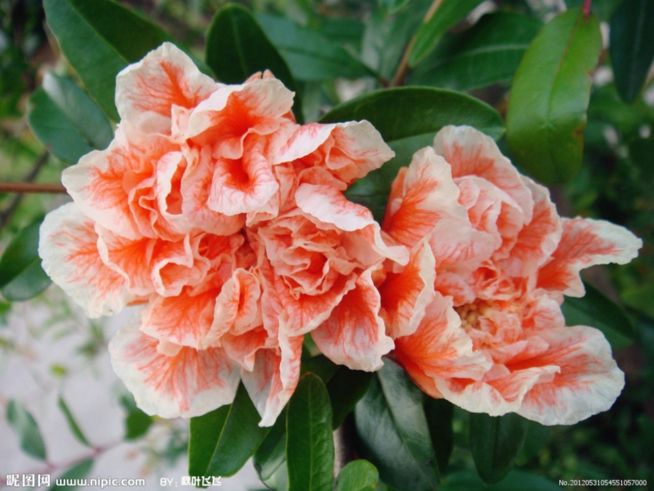 石榴花 石榴花