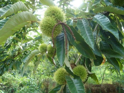 板栗林 板栗林