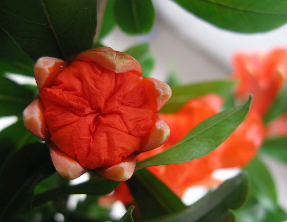 石榴花花瓣 石榴花花瓣