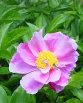 芍药花 芍药花