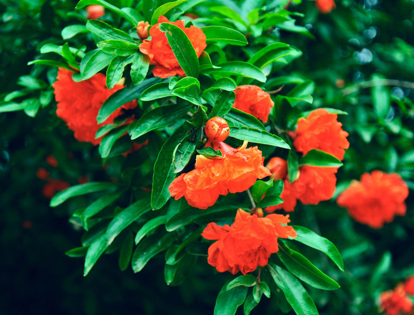 橙色石榴花 橙色石榴花