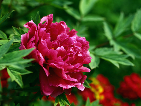 牡丹(芍药科芍药属植物)