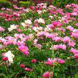 块根芍药