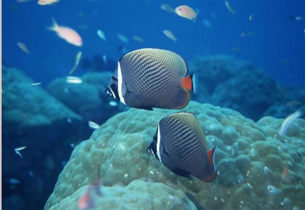 海洋生物(生物学术语) 海洋生物(生物学术语)