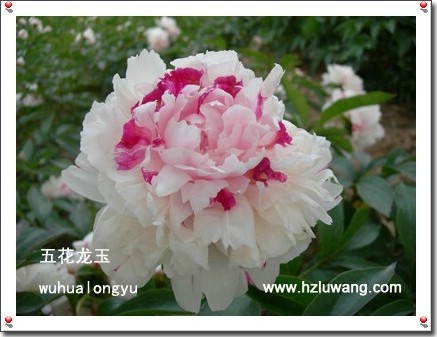 芍药花 芍药花