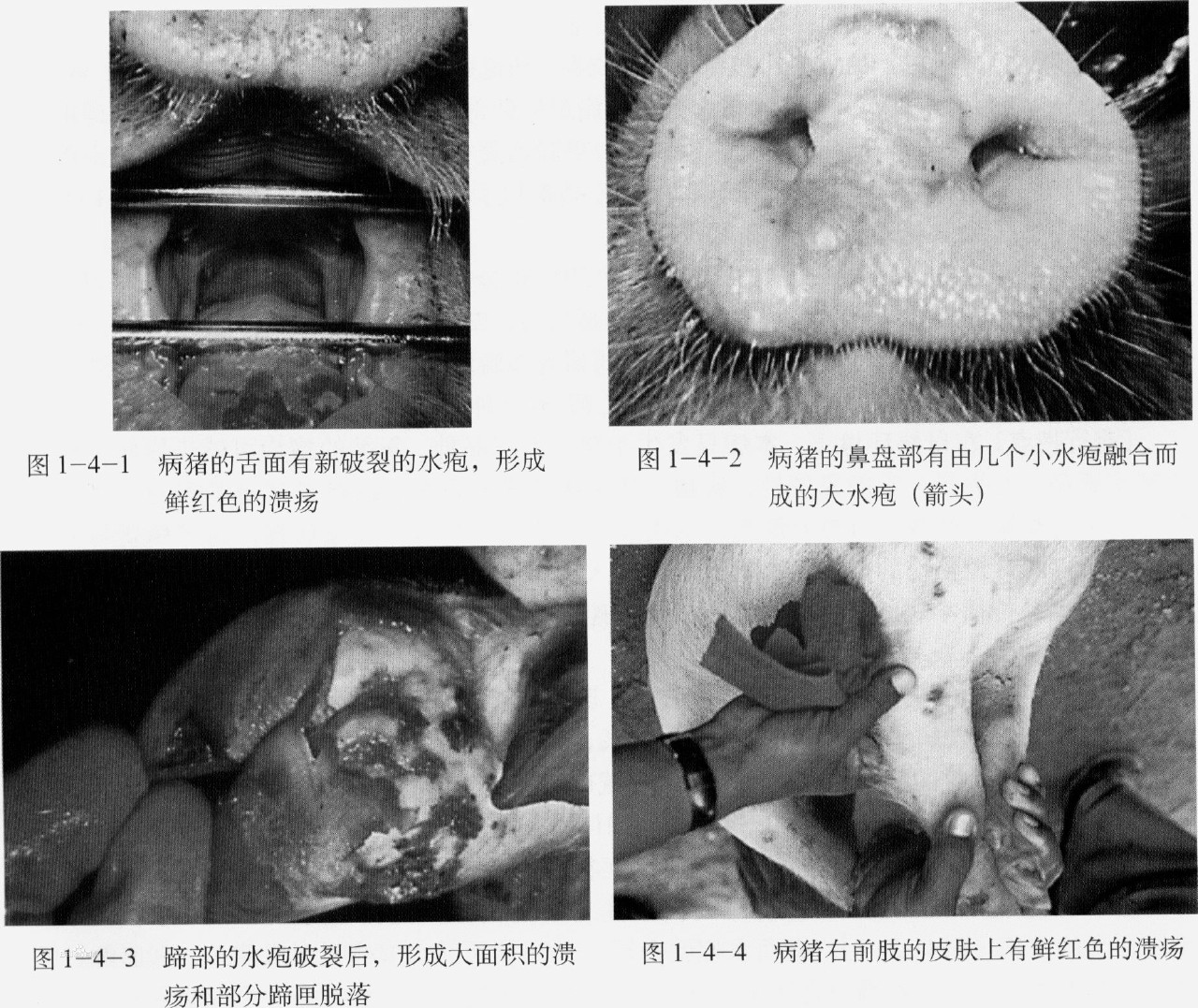 水疱性口炎病毒
