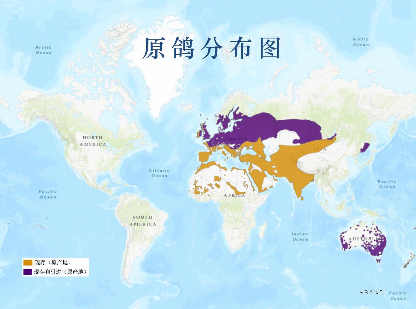 原鸽分布图 原鸽分布图