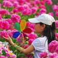 中国芍药节
