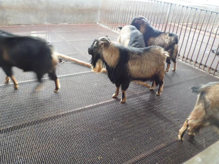 习水麻羊 习水麻羊