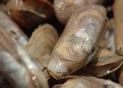 海洋生物(生物学术语) 海洋生物(生物学术语)