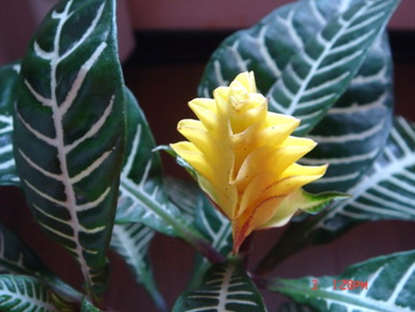 斑马花