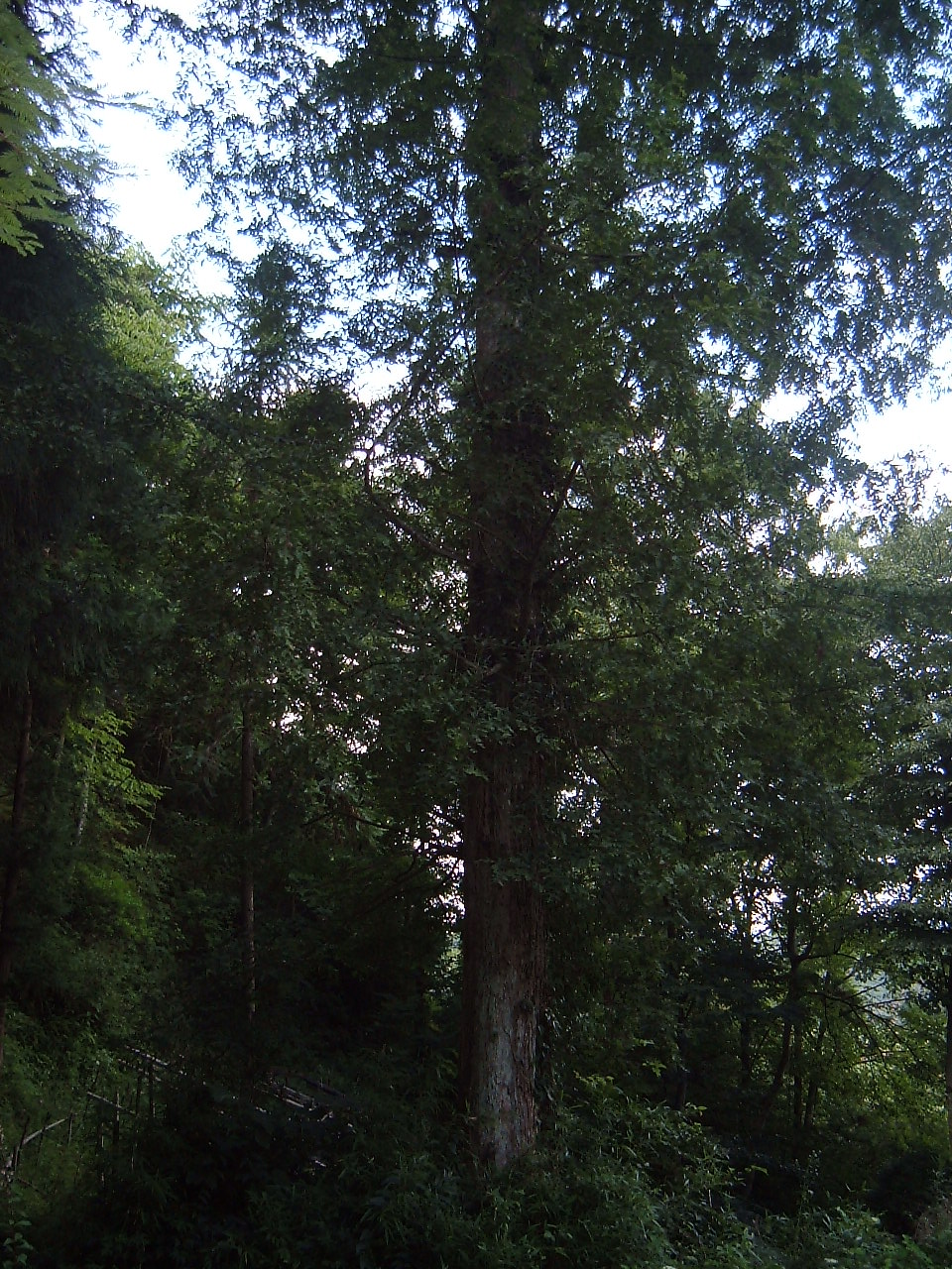 2号母杉 2号母杉