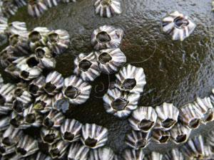 海洋生物(生物学术语) 海洋生物(生物学术语)
