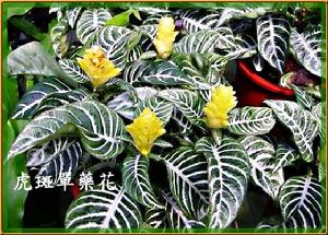 斑马花 斑马花
