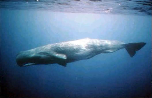 海洋生物(生物学术语) 海洋生物(生物学术语)