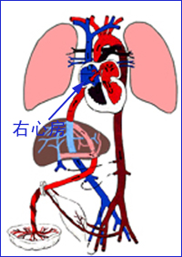 本品经胎盘进入胎儿循环 本品经胎盘进入胎儿循环