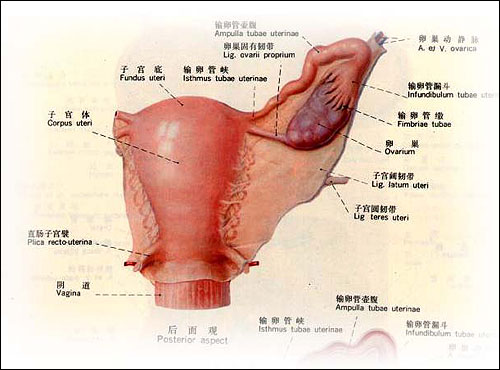 双侧多囊卵巢 双侧多囊卵巢