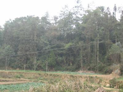 上明子山自然村-生态林 上明子山自然村-生态林