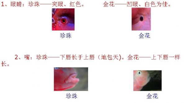 珍珠和金花罗汉鉴别方法 珍珠和金花罗汉鉴别方法