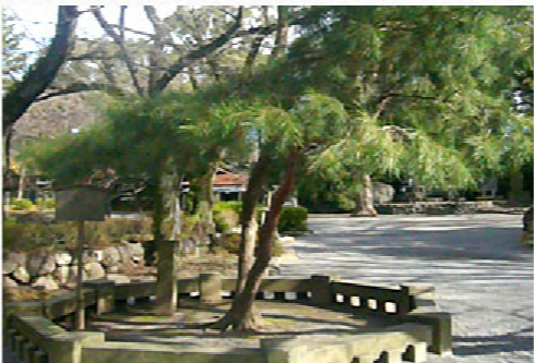 相生松 相生松