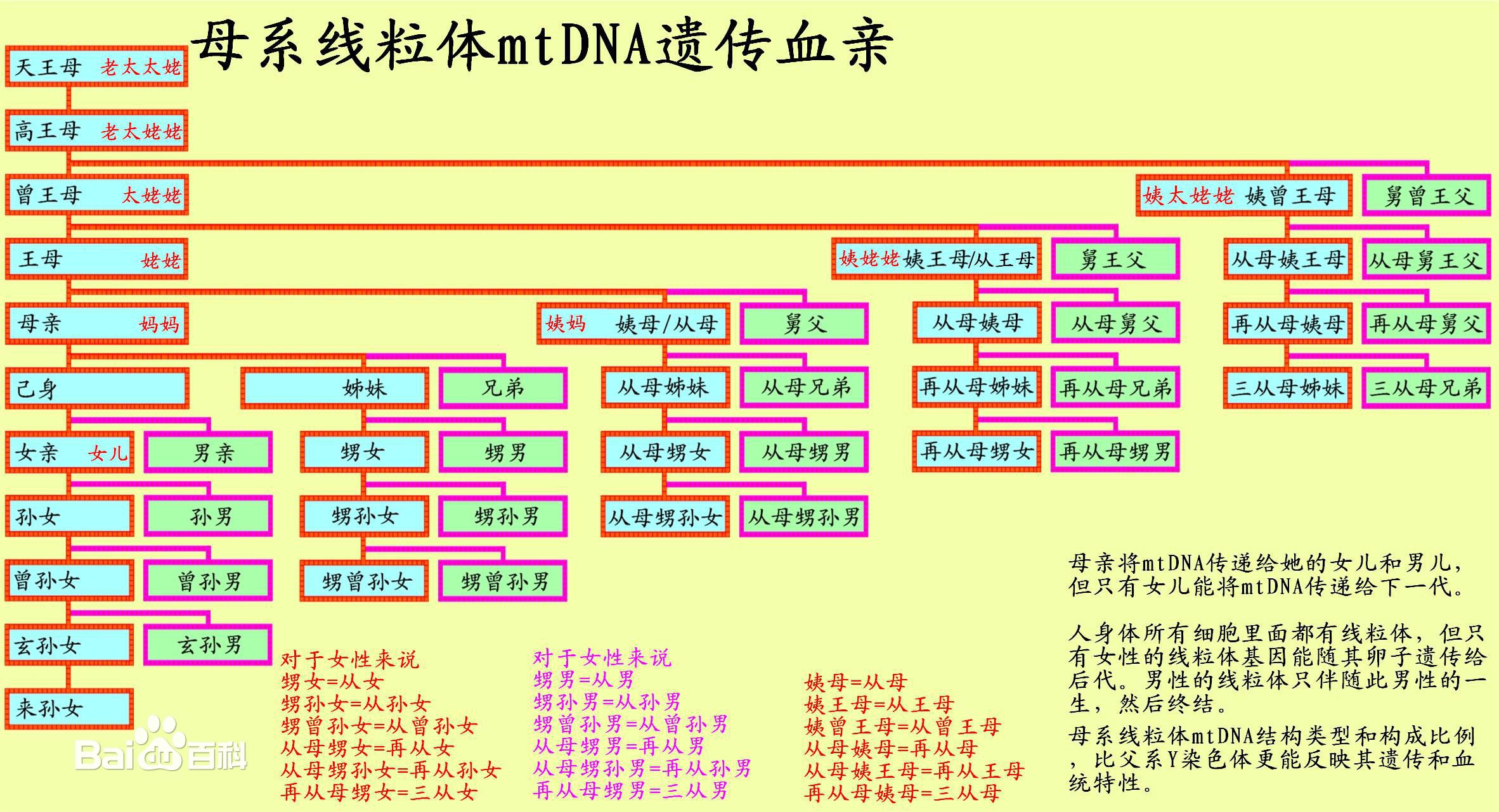 中国亲戚关係 中国亲戚关係