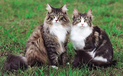 缅因猫 缅因猫