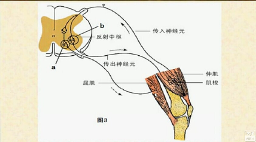 下运动神经元